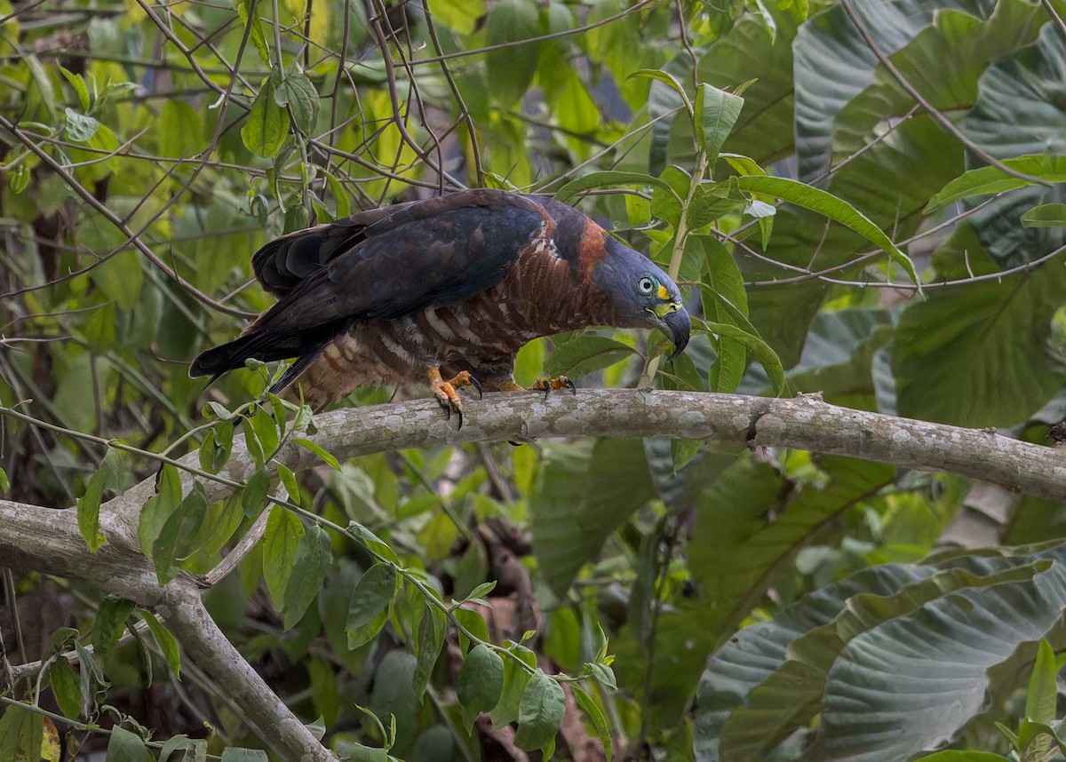 Hook-billed Kite - ML646545853