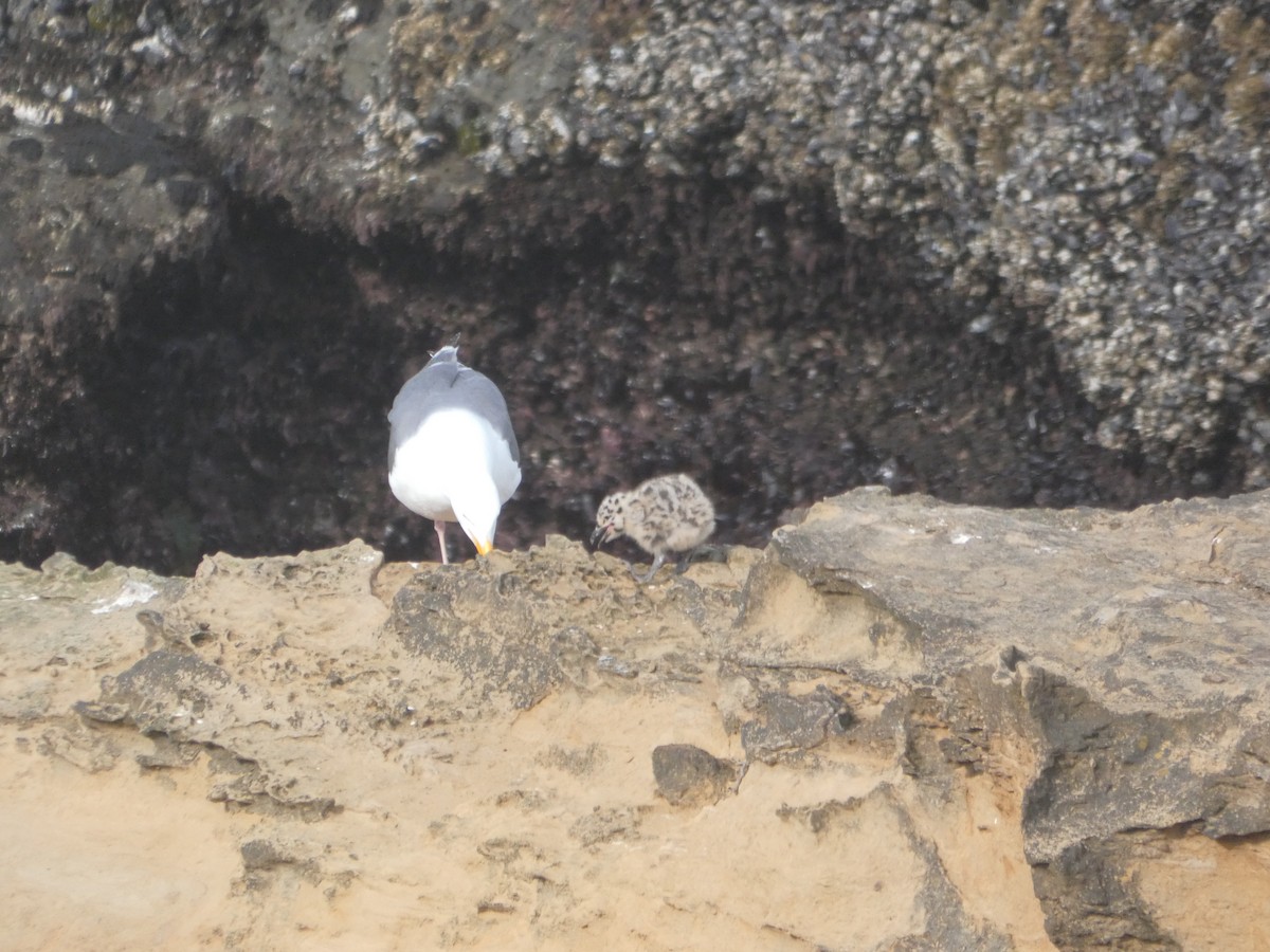 Western Gull - ML646545854