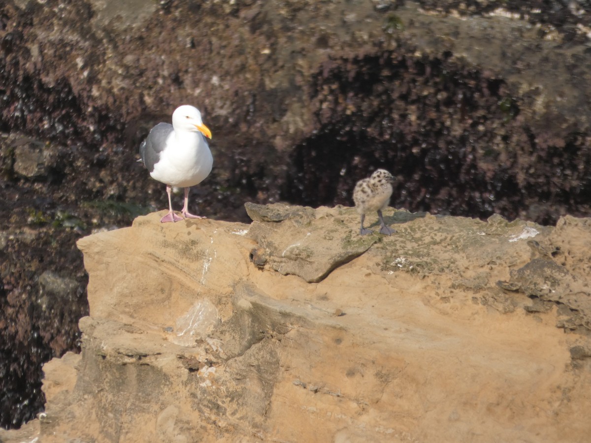 Western Gull - ML646545855
