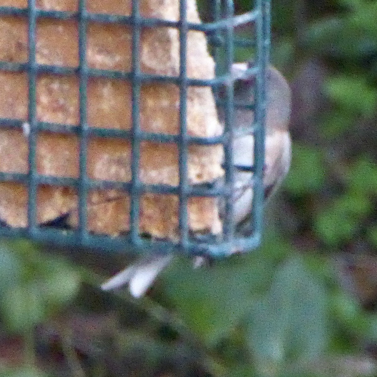 Dark-eyed Junco - ML646545857