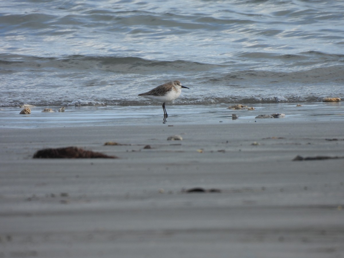 חופית אמריקנית - ML646545859