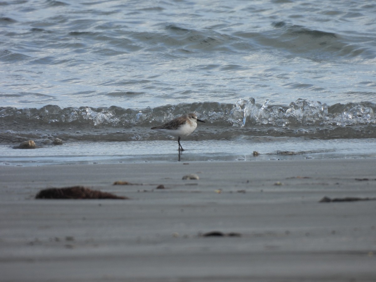 חופית אמריקנית - ML646545860
