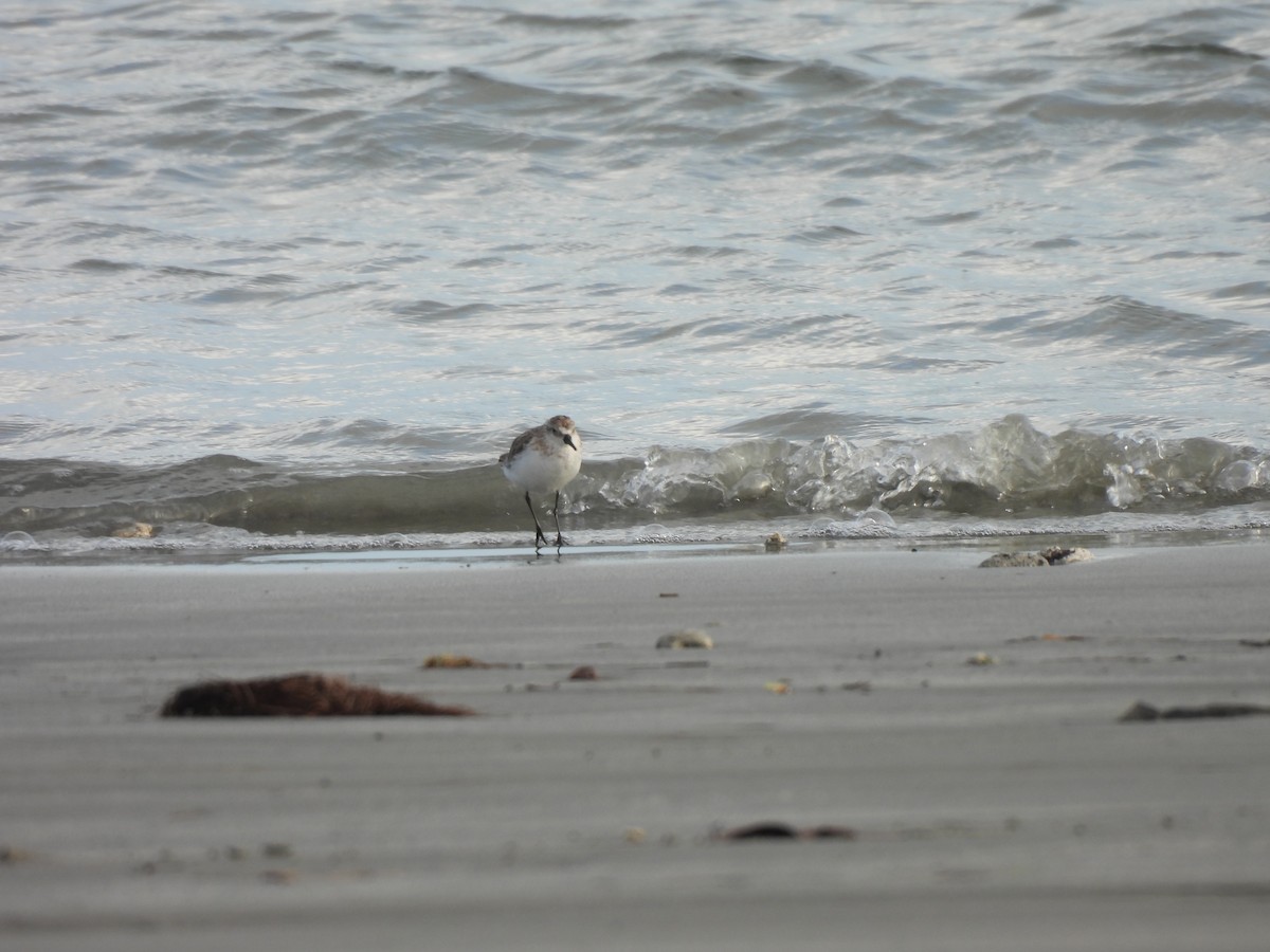 חופית אמריקנית - ML646545861