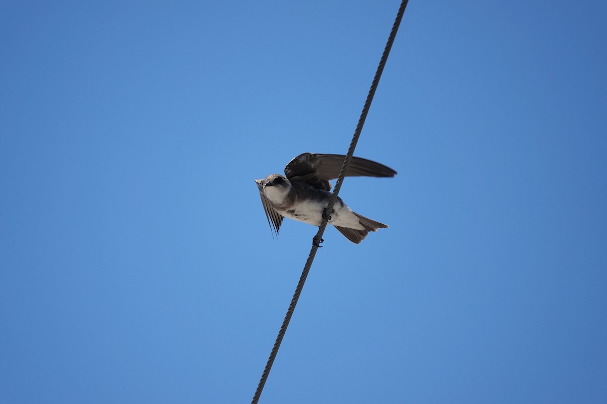 Brown-chested Martin - ML646545862