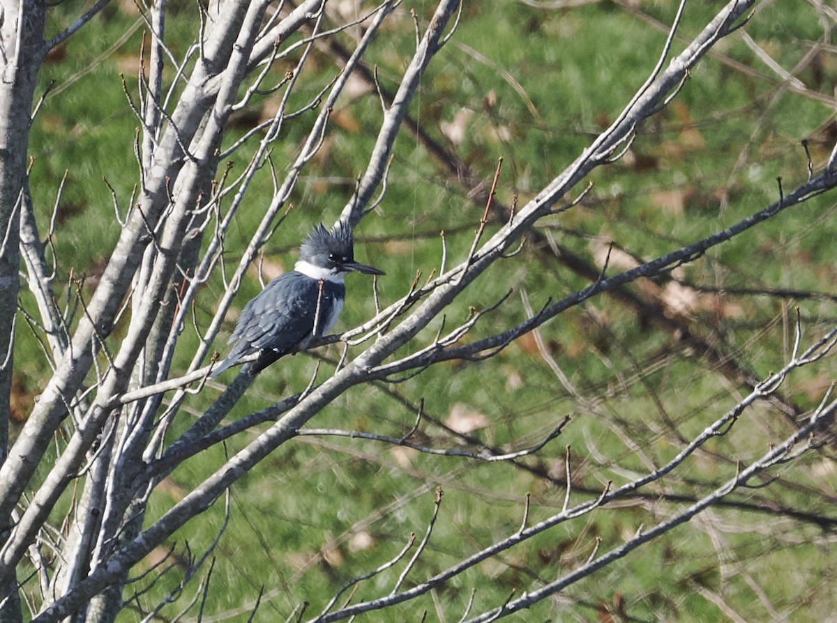 Belted Kingfisher - ML646545863