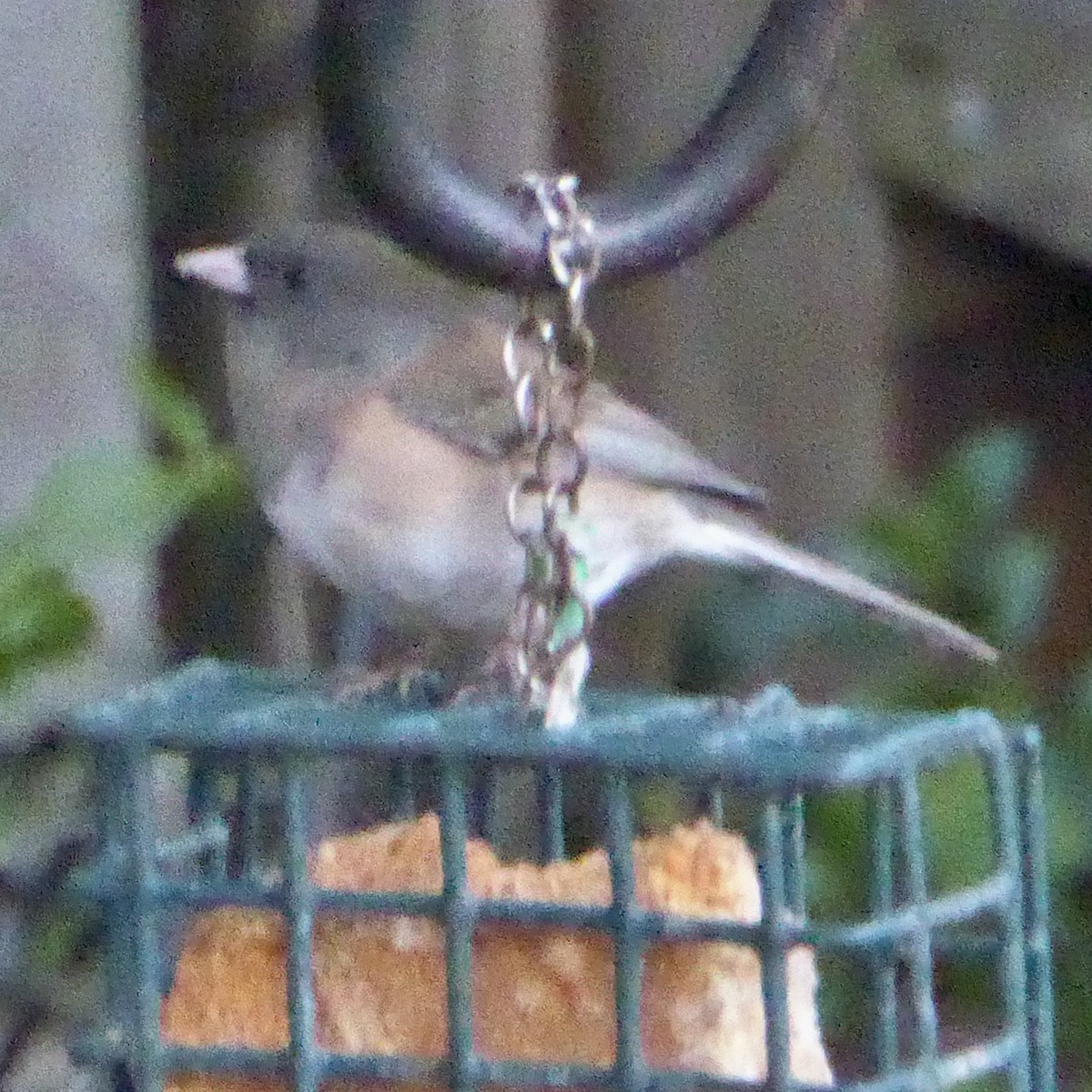 Dark-eyed Junco - ML646545864