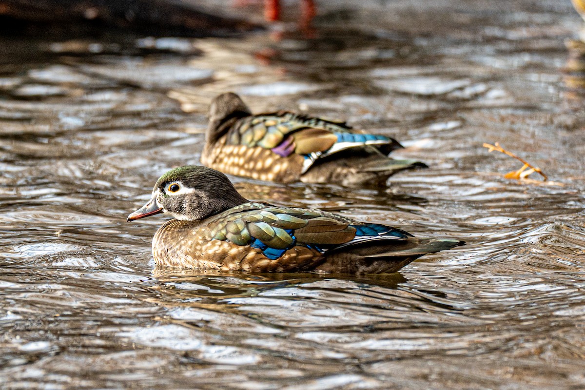 Brautente - ML646545867