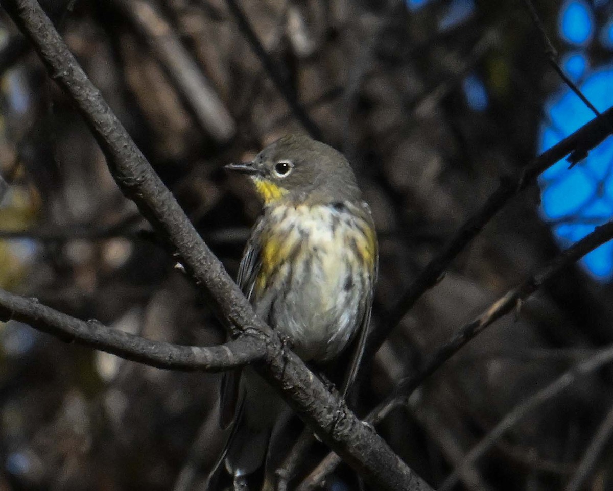 Yellow-rumped Warbler - ML646545871