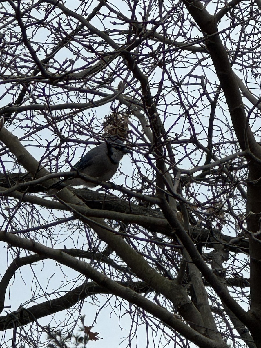 Blue Jay - ML646545872