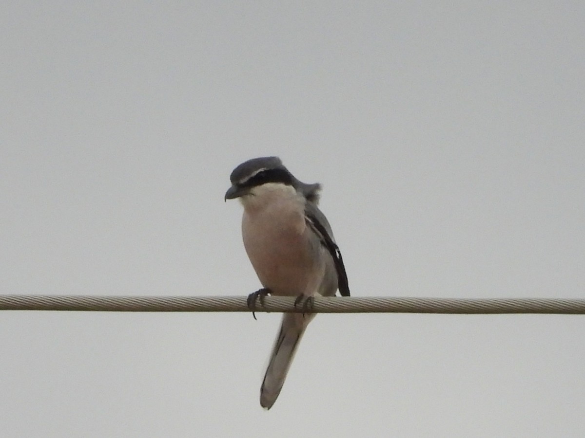 Iberian Gray Shrike - ML646545873