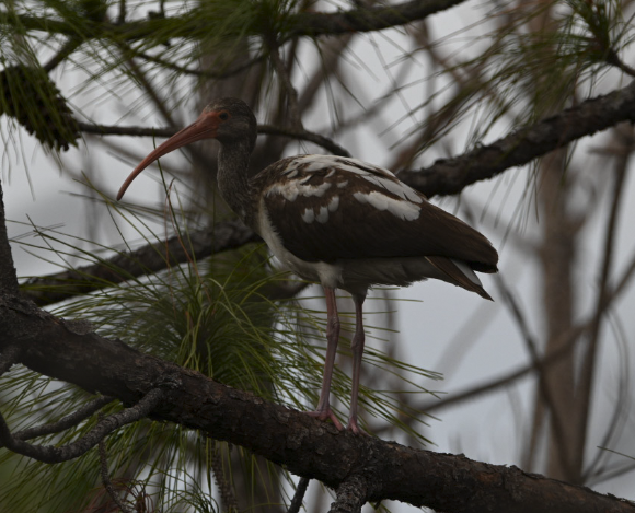 ibis bílý - ML646545874