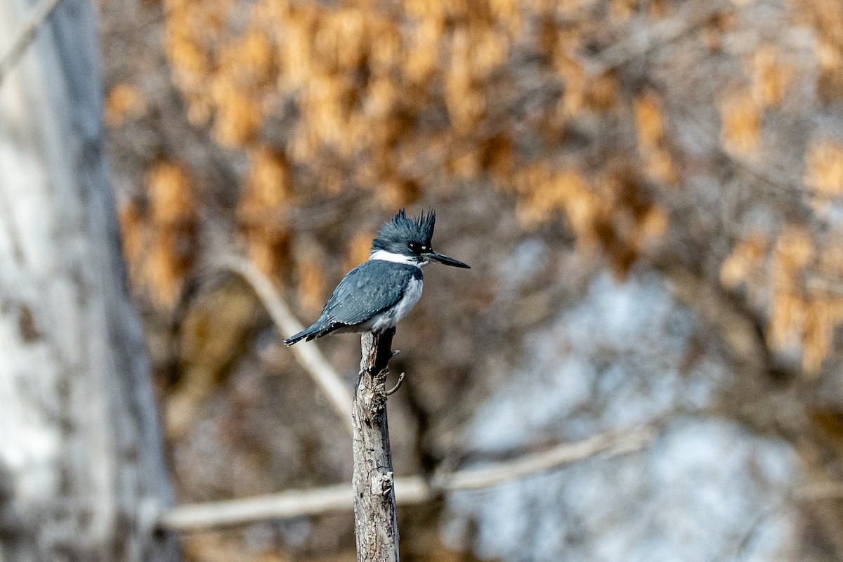 Gürtelfischer - ML646545878