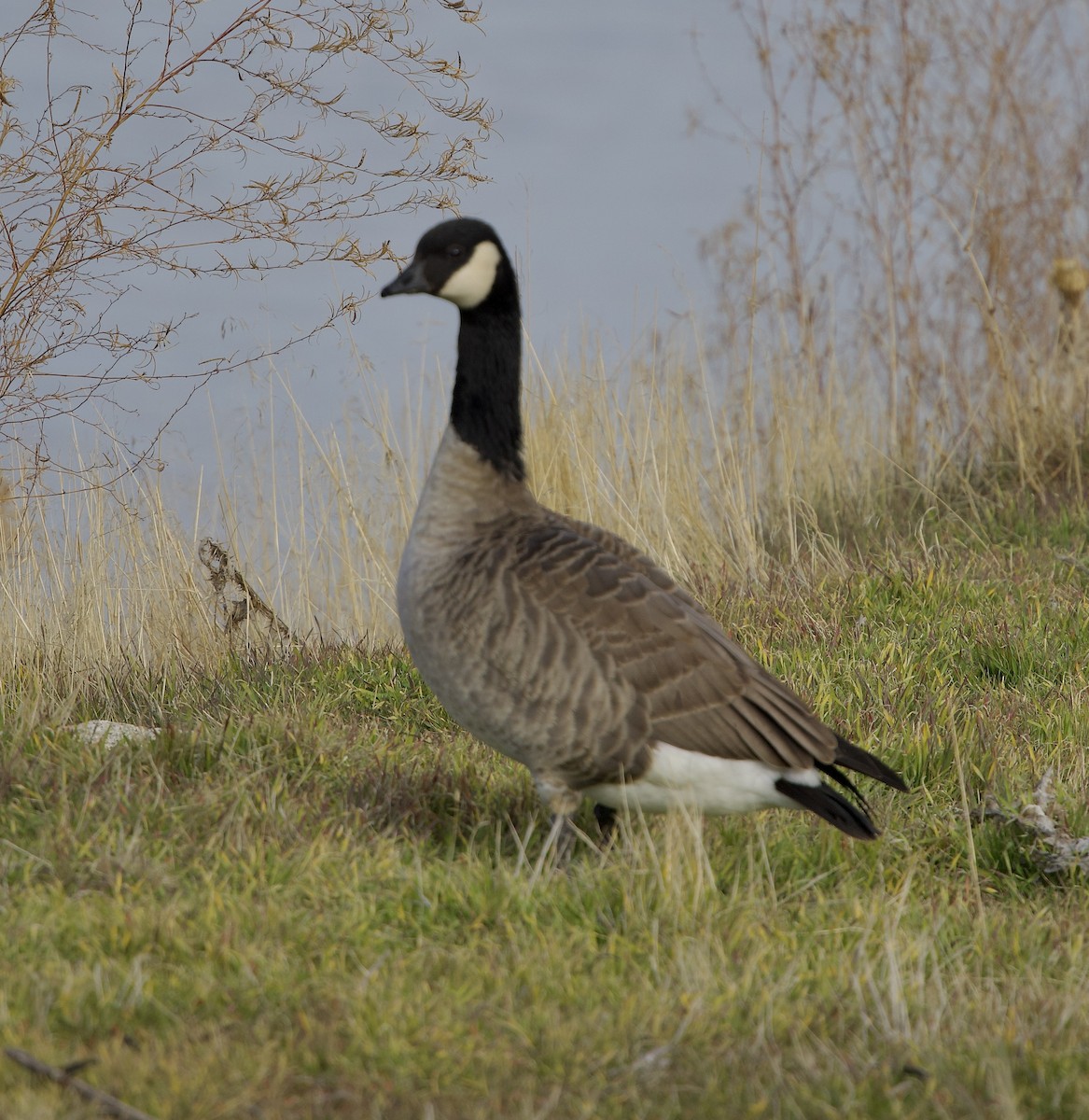 Cackling Goose - ML646545879