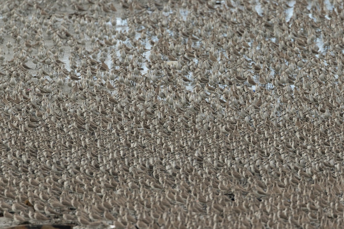 Western Sandpiper - ML646545880