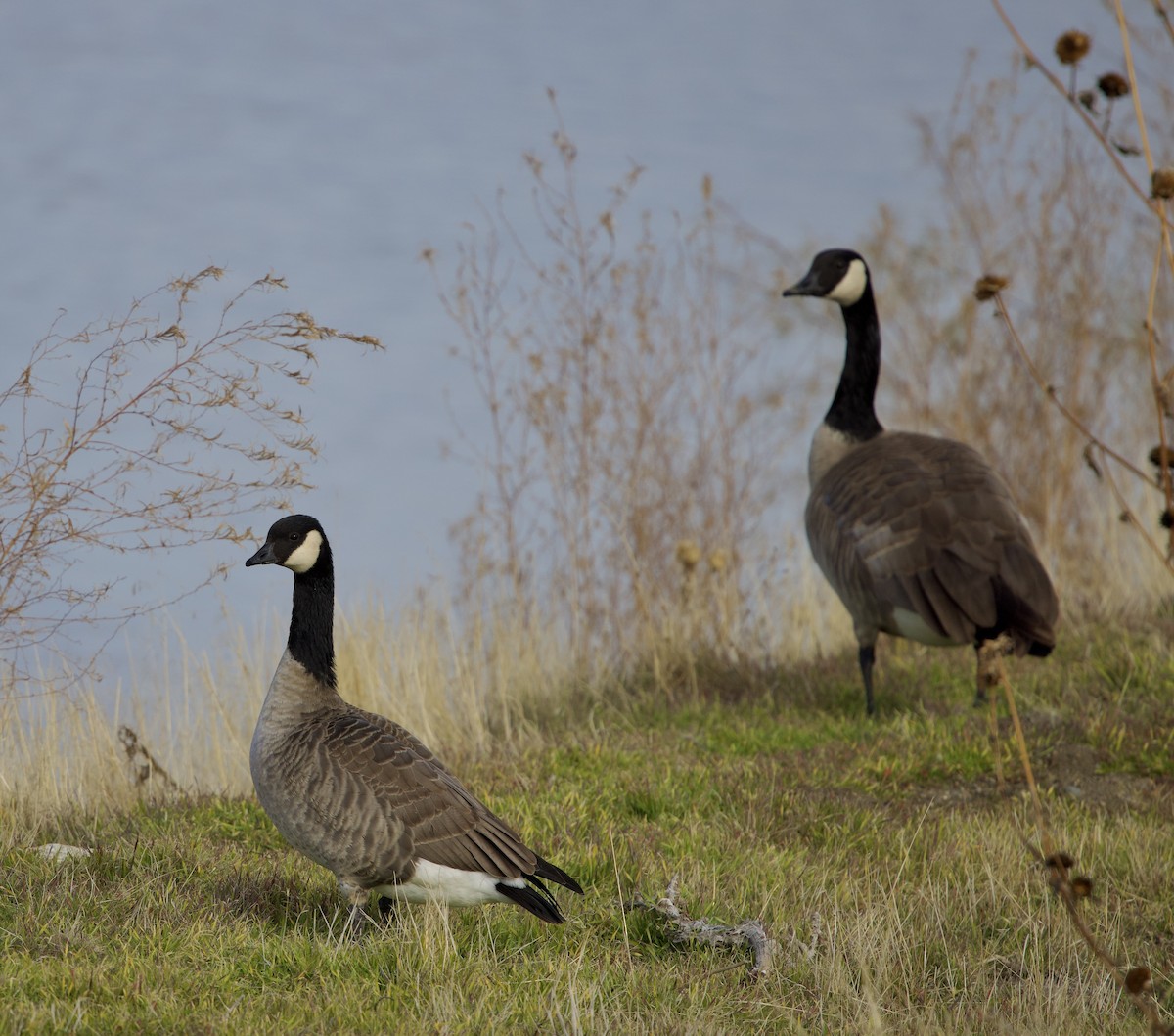 Cackling Goose - ML646545881