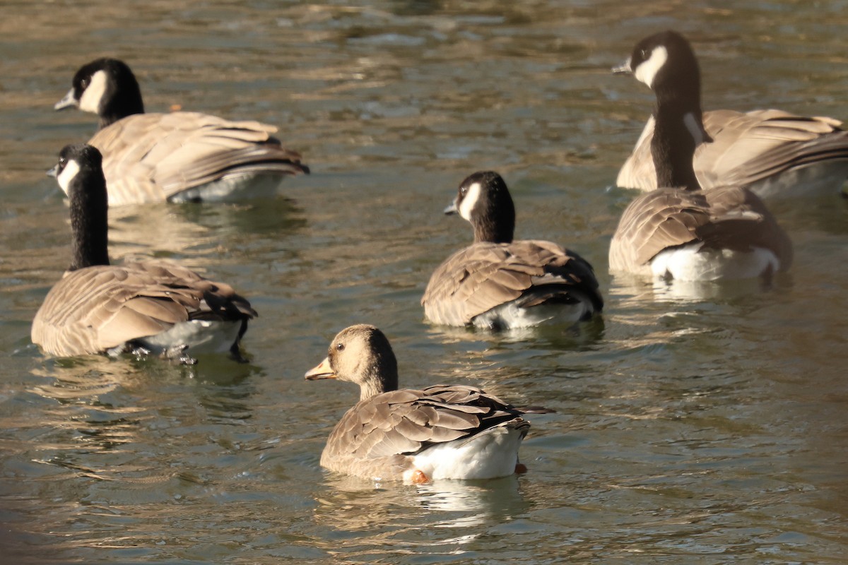 白額雁 - ML646545882