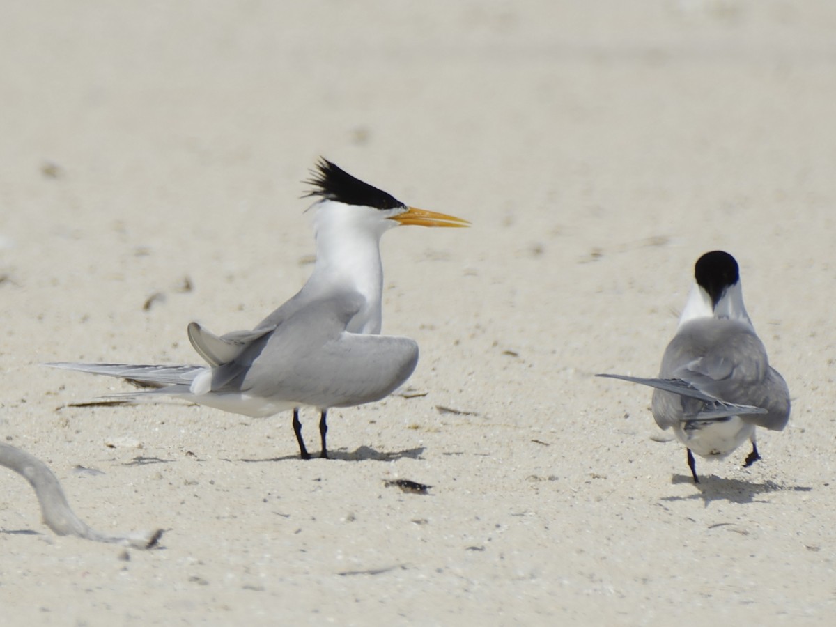 Charrán Bengalí - ML646545883