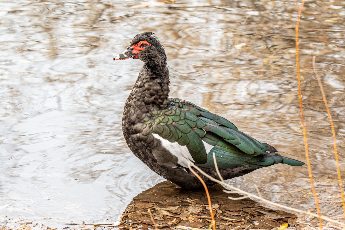 Moschusente (domestiziert) - ML646545884