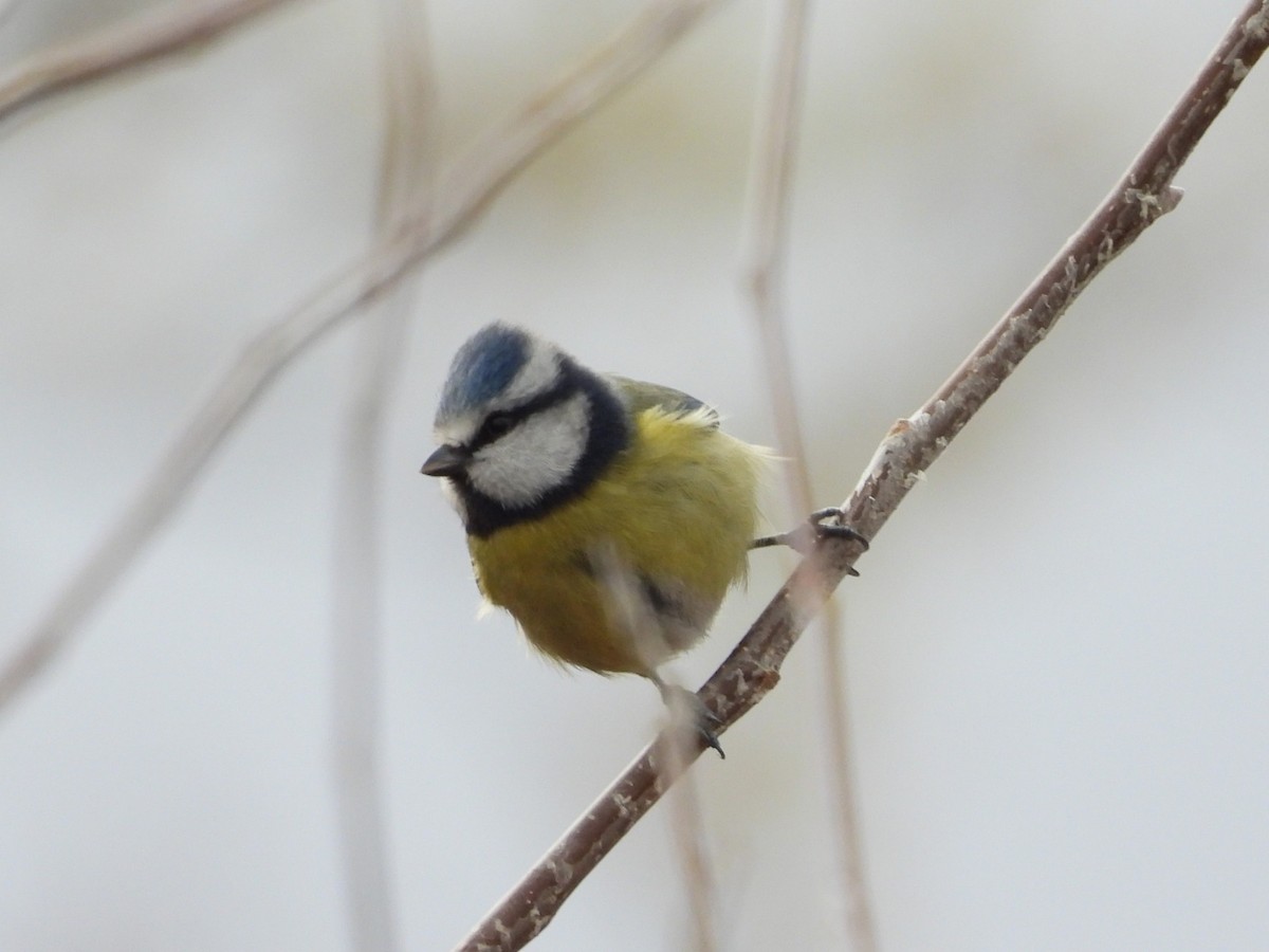 Eurasian Blue Tit - ML646545885