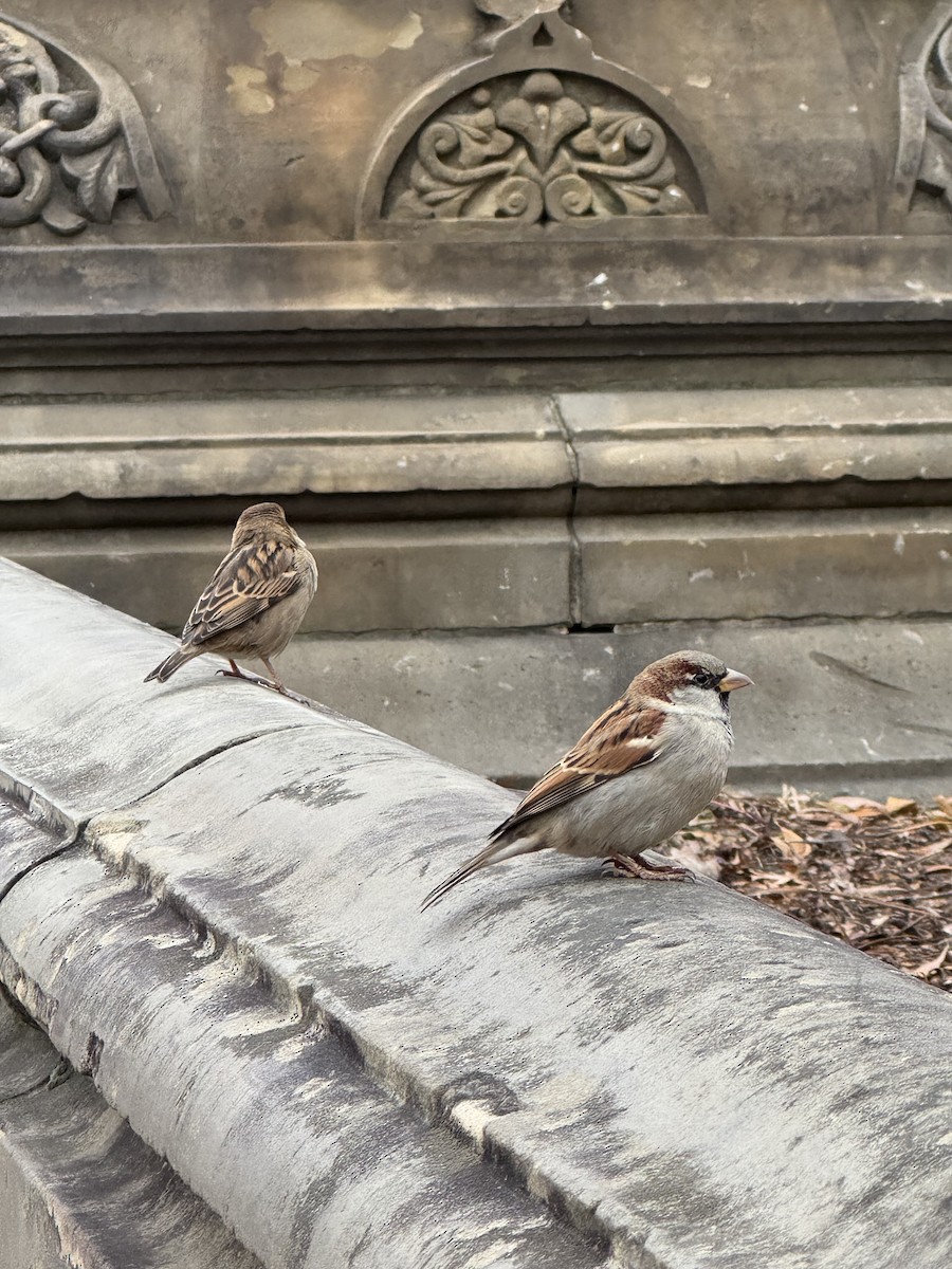 House Sparrow - ML646545893