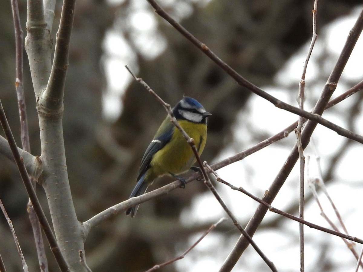 Eurasian Blue Tit - ML646545894