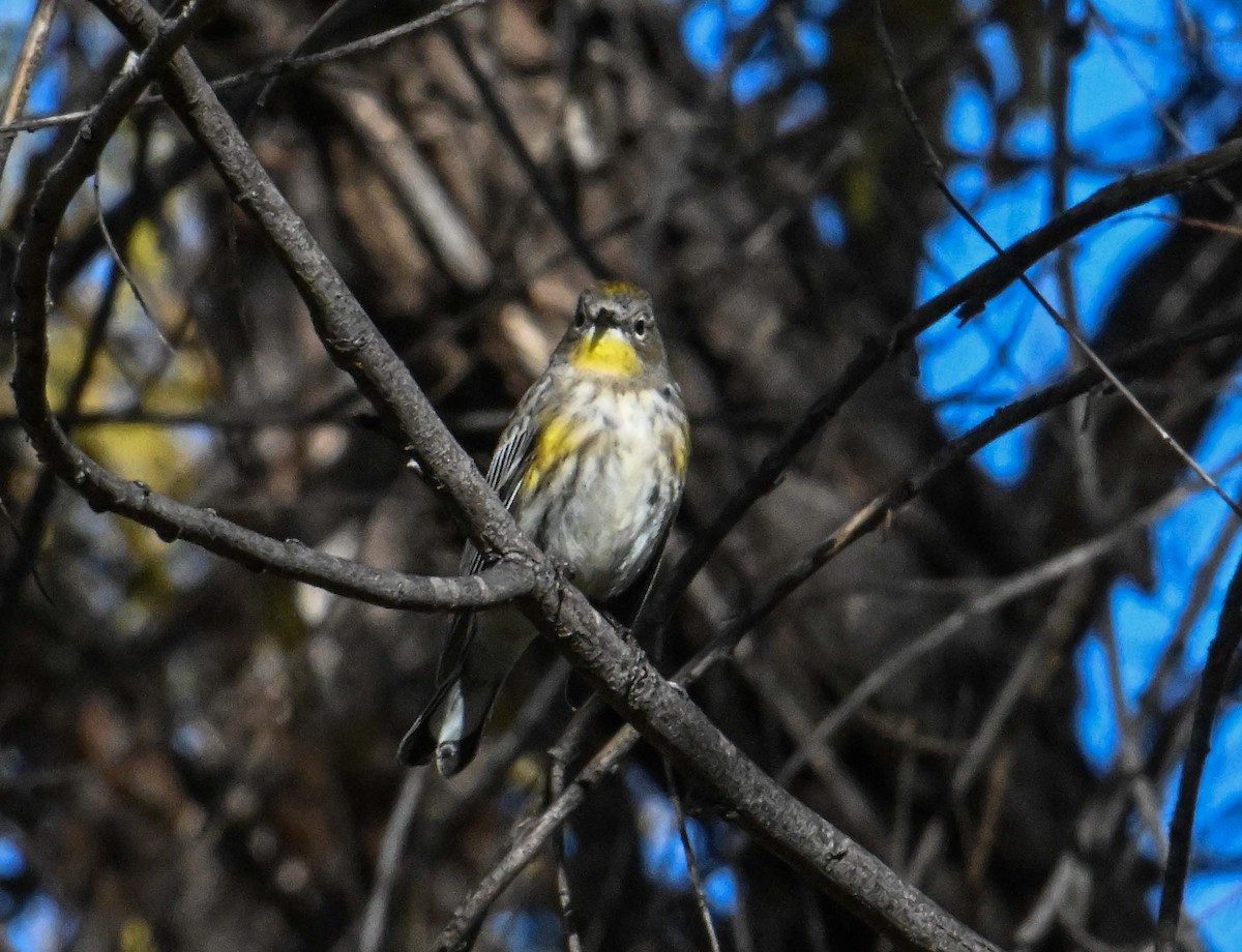 Yellow-rumped Warbler - ML646545895