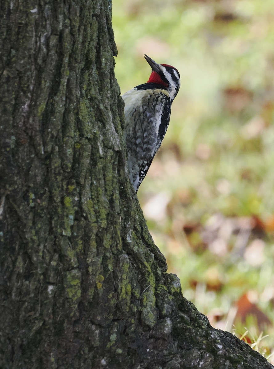Sarı Karınlı Ağaçkakan - ML646545896