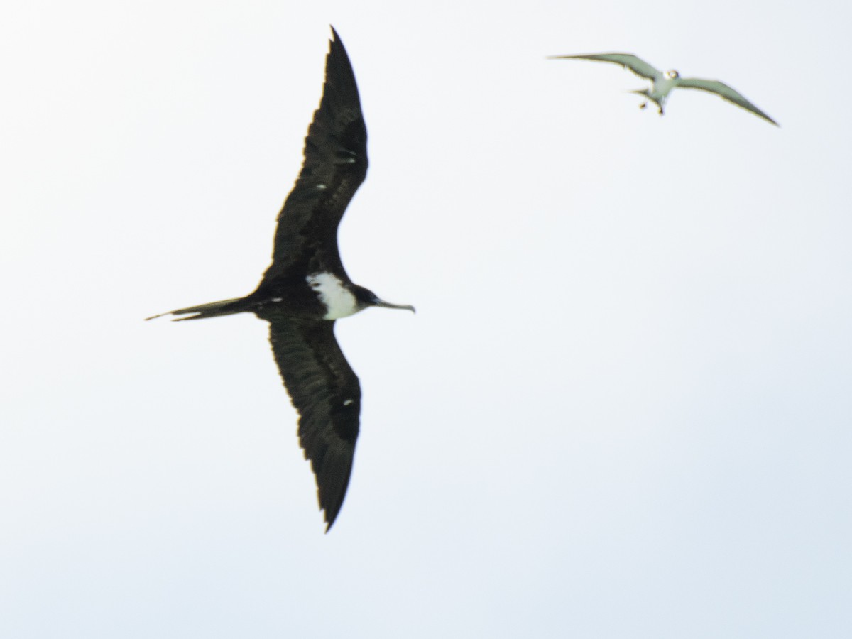 Rabihorcado Grande - ML646545897