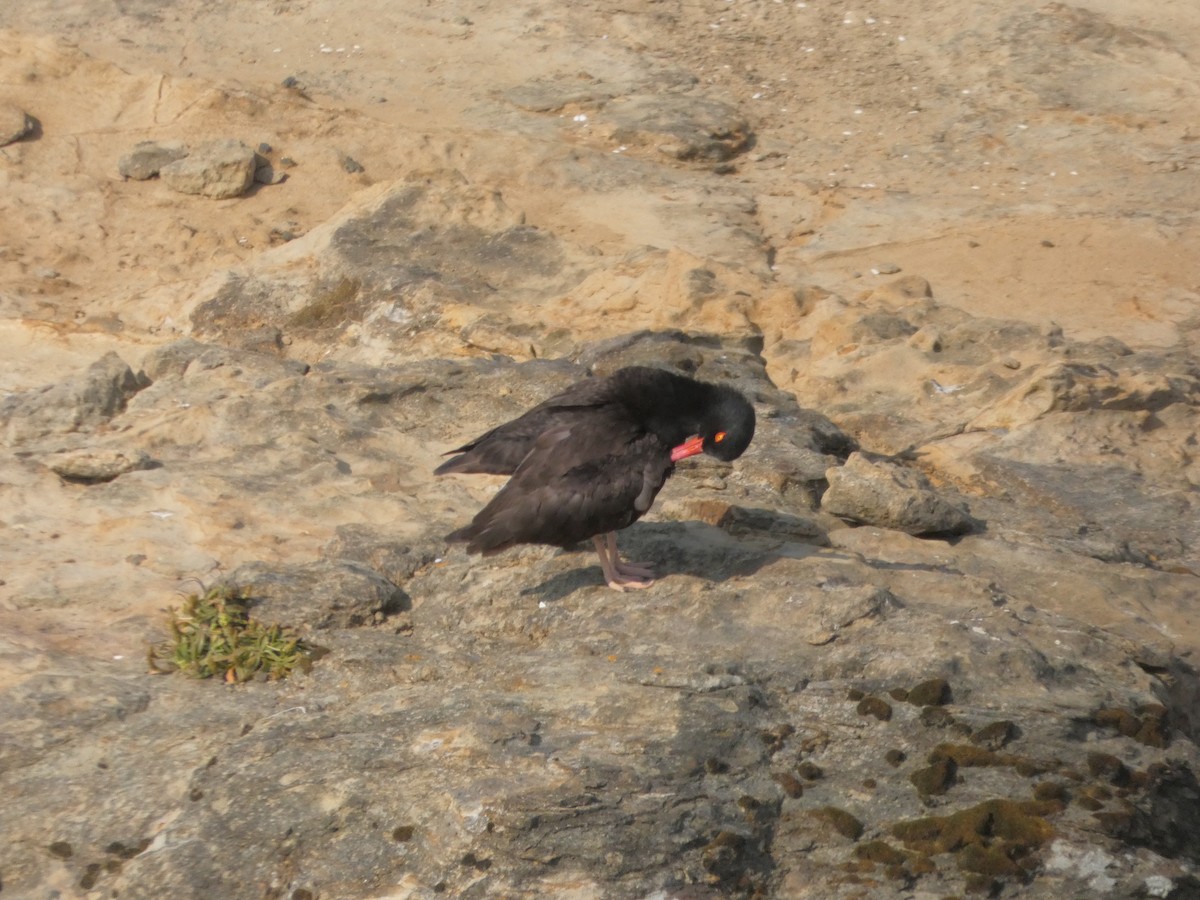 Black Oystercatcher - ML646545898