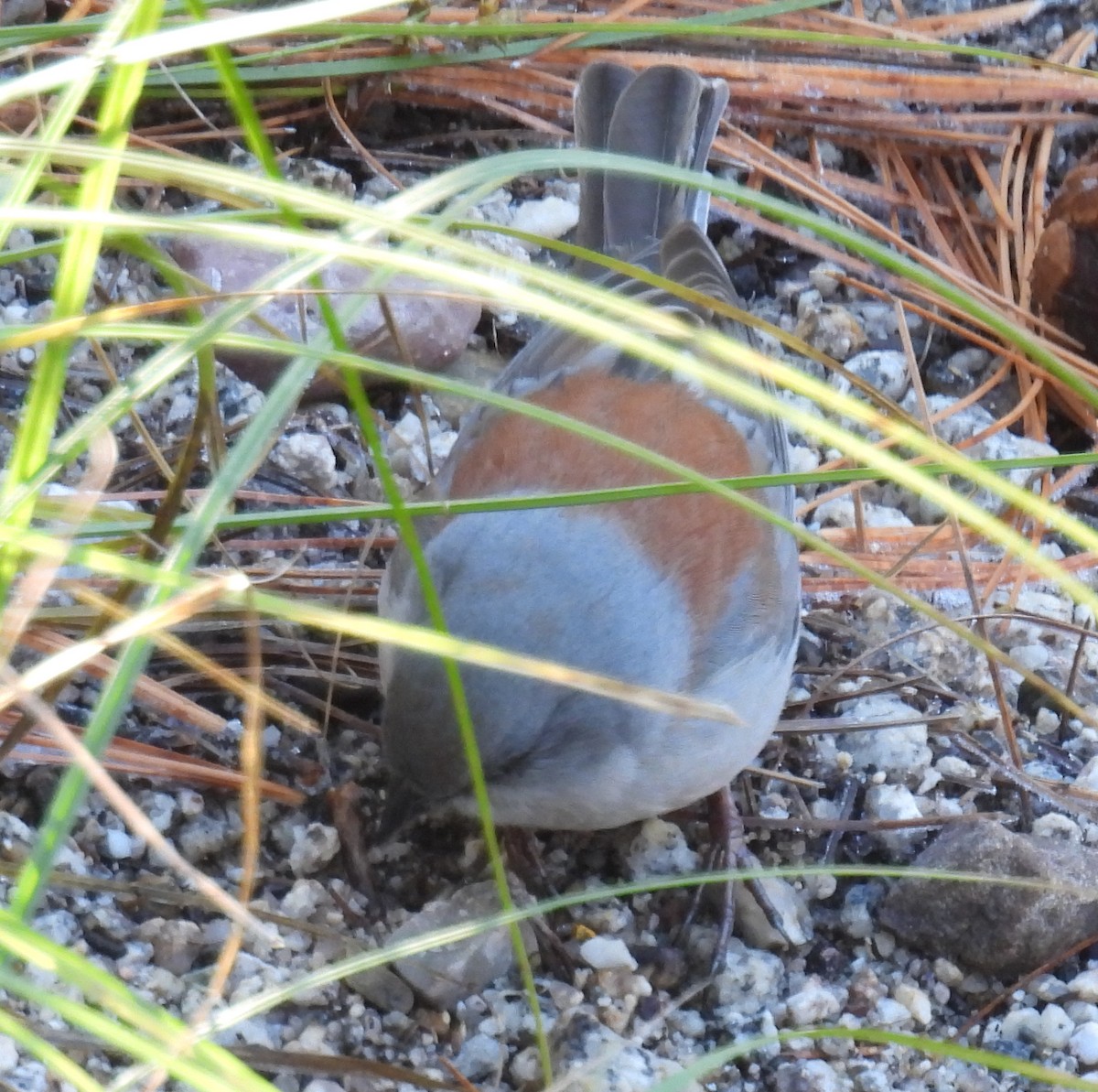 Юнко сірий (підвид dorsalis) - ML646545901