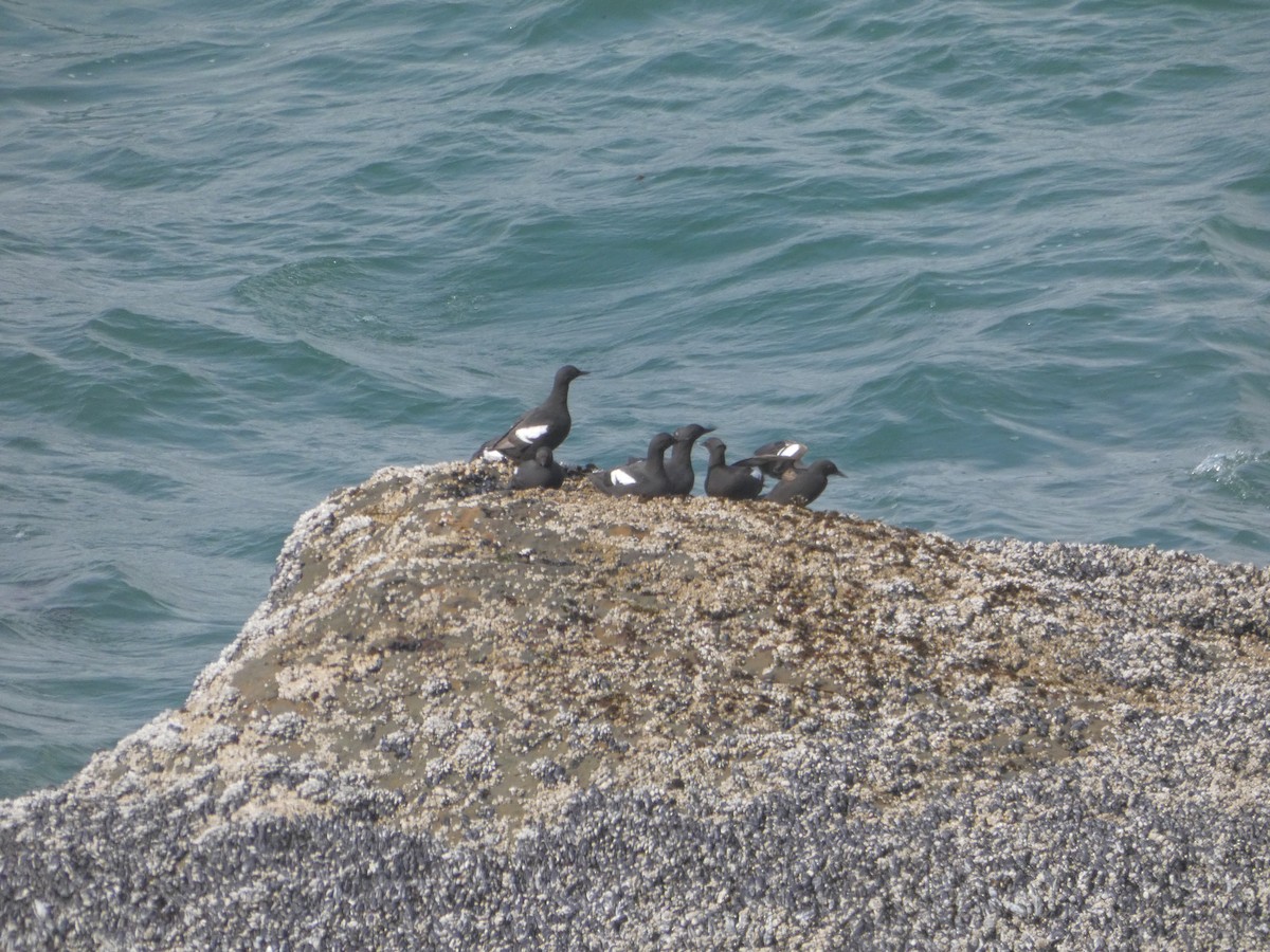 Pigeon Guillemot - ML646545902