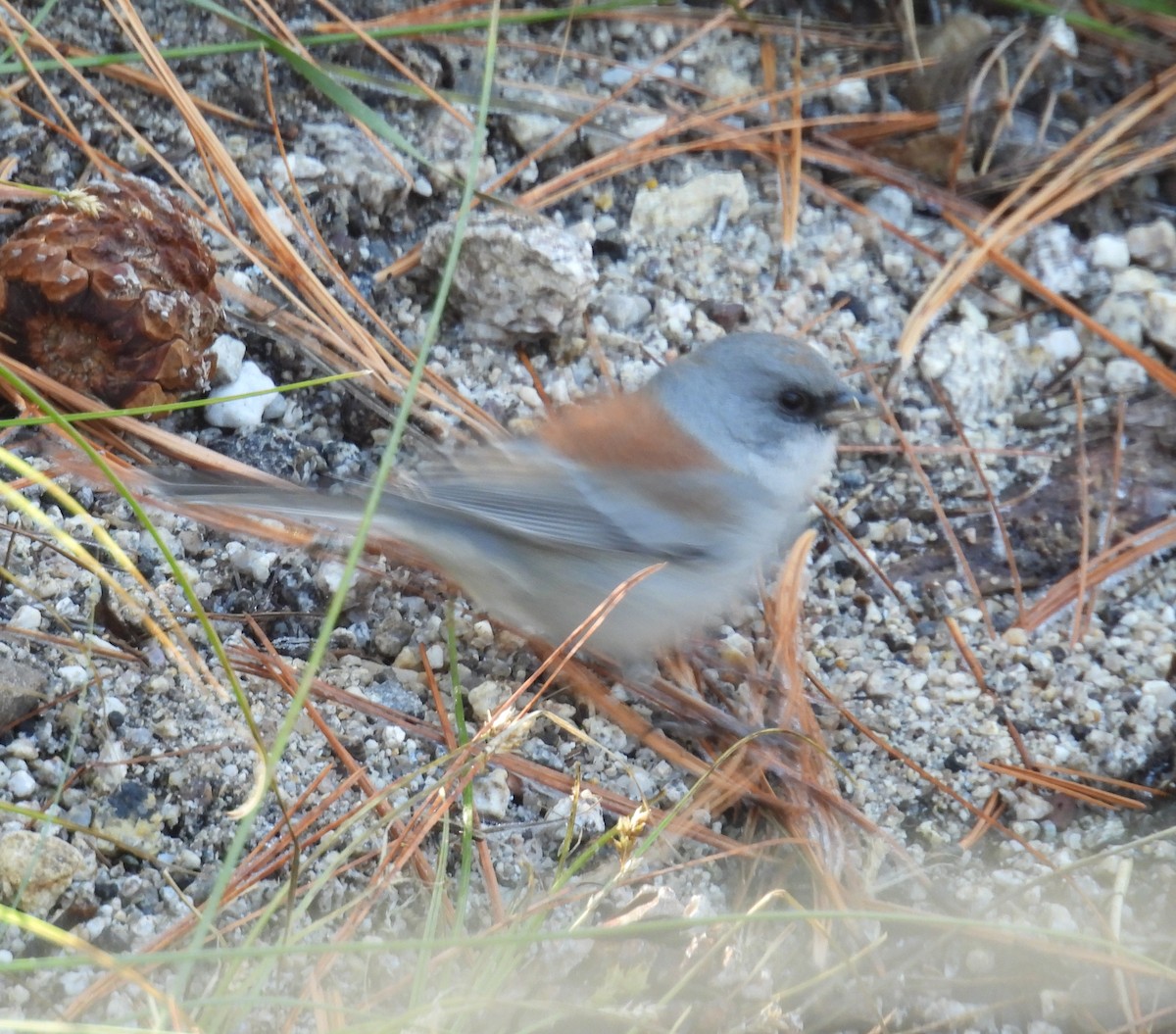 Юнко сірий (підвид dorsalis) - ML646545903