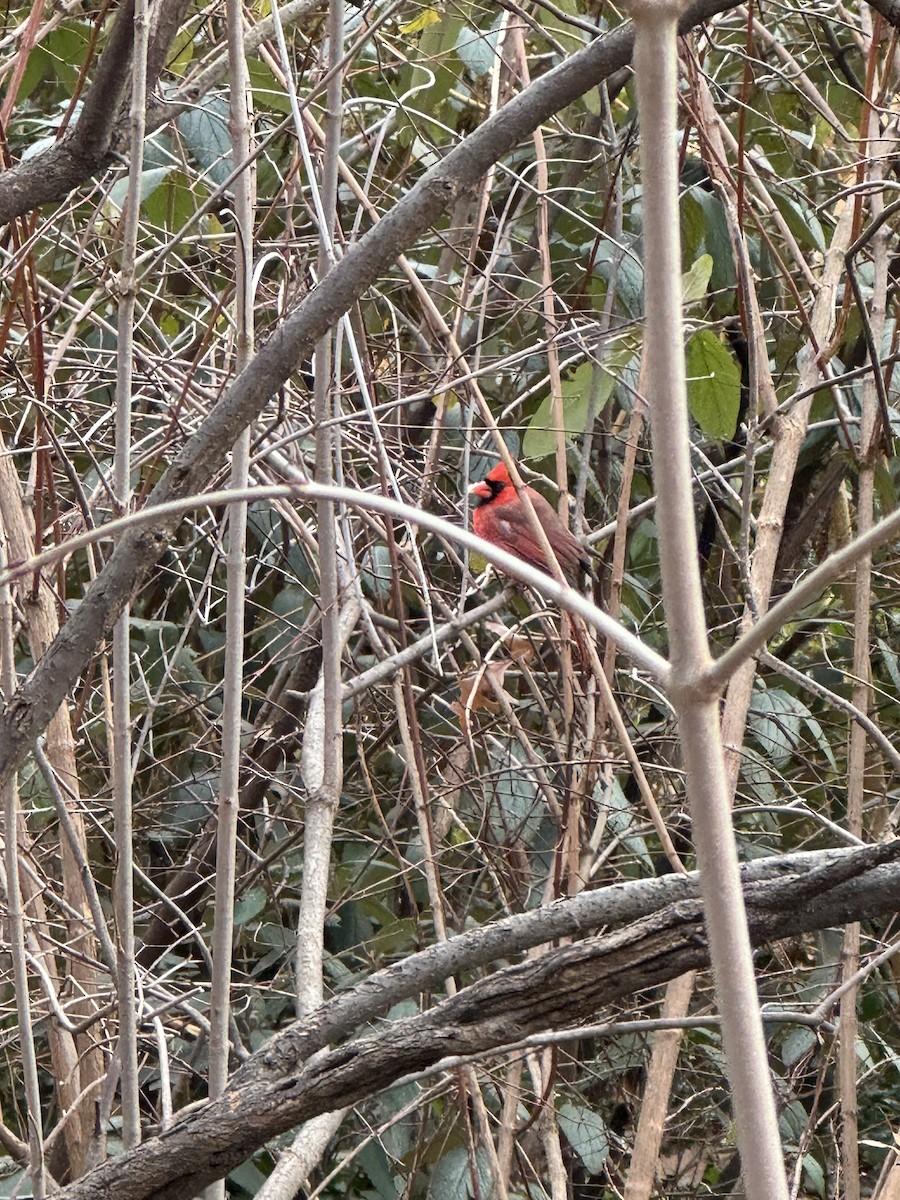 Northern Cardinal - ML646545904