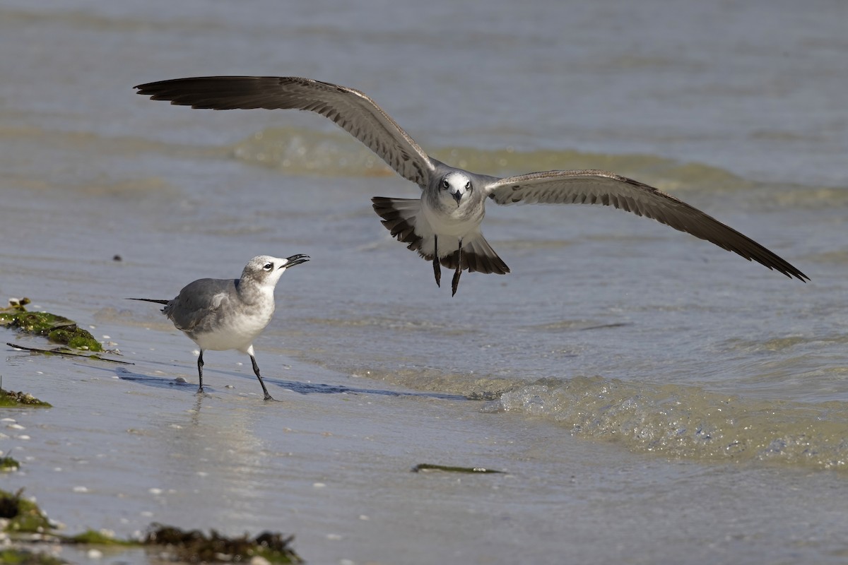 ワライカモメ - ML646545912