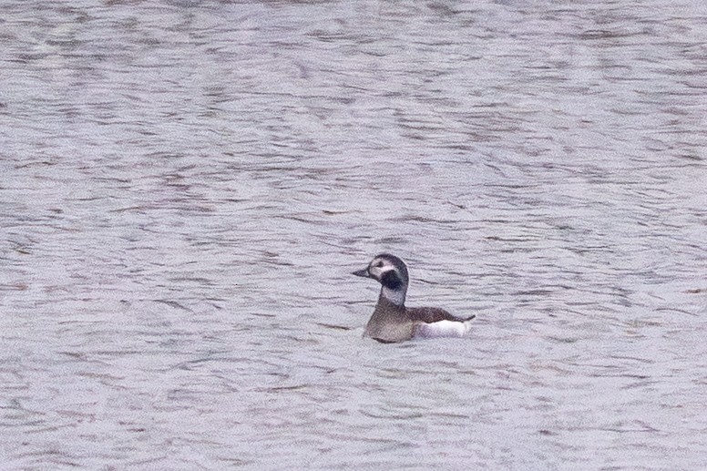Long-tailed Duck - ML646545913