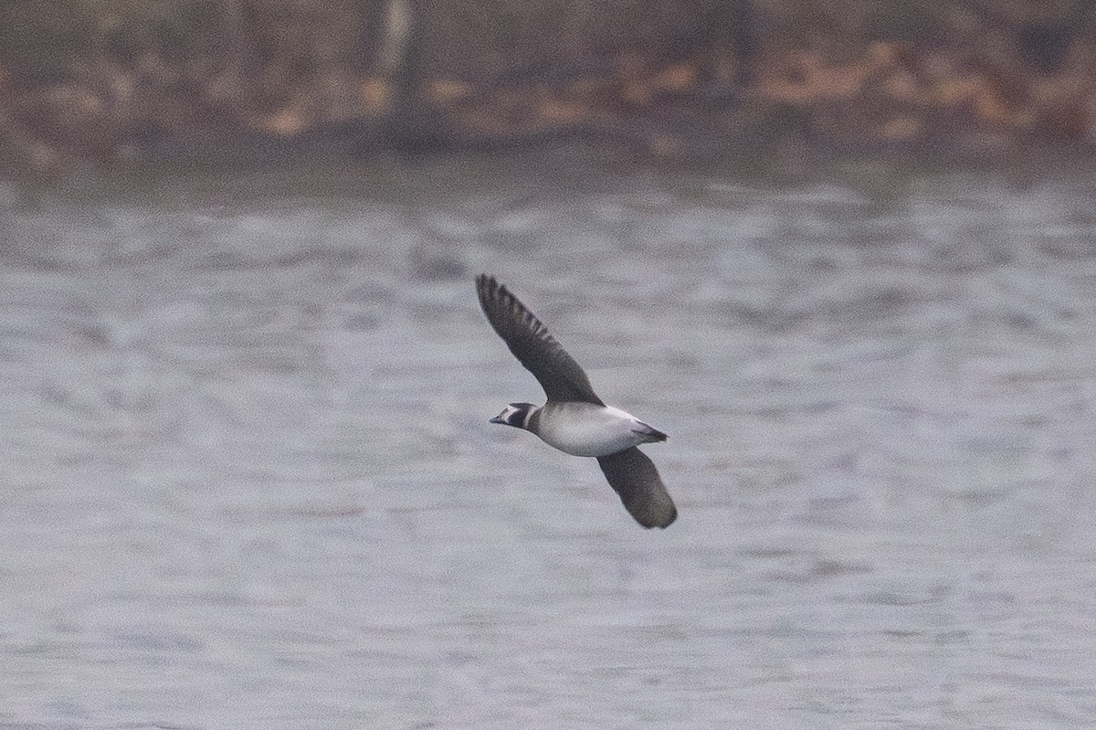 Long-tailed Duck - ML646545914