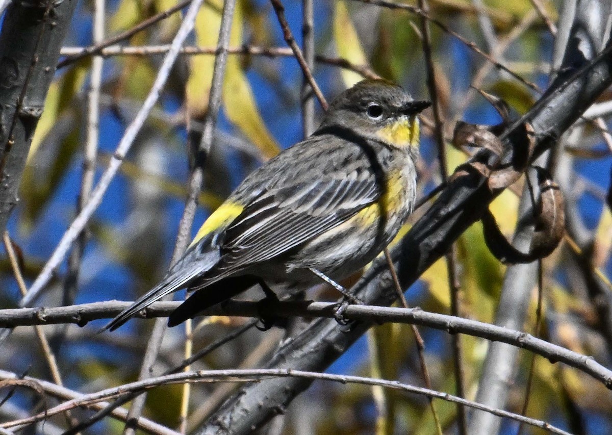 Yellow-rumped Warbler - ML646545915