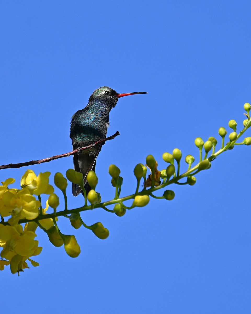 Broad-billed Hummingbird - ML646545916