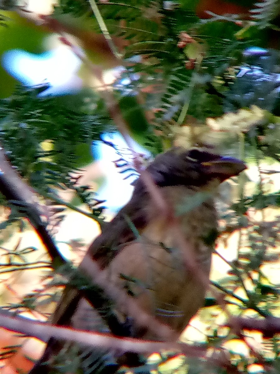 Olive-gray Saltator - ML646545919