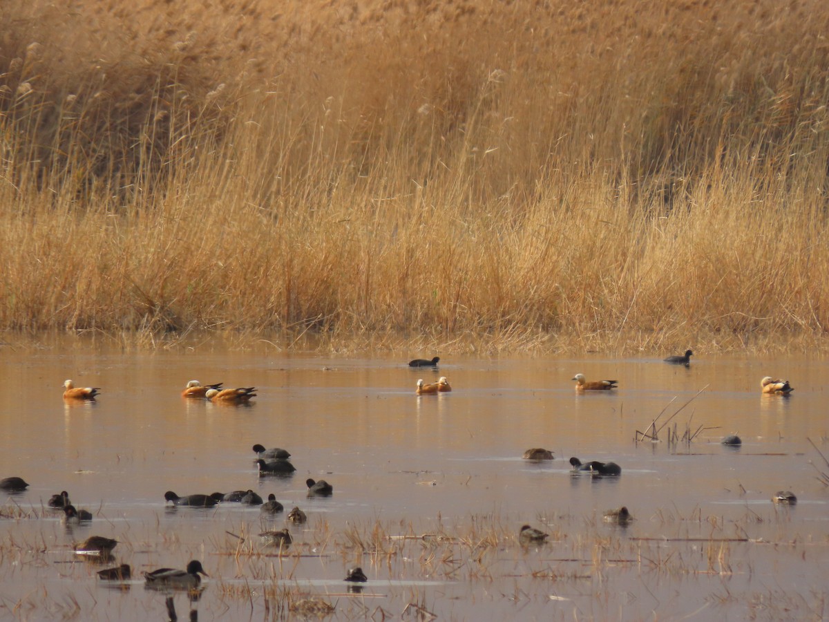 Ruddy Shelduck - ML646545920