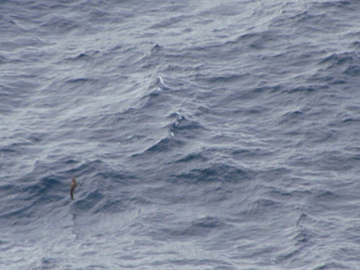 Cory's/Scopoli's Shearwater - ML646545923