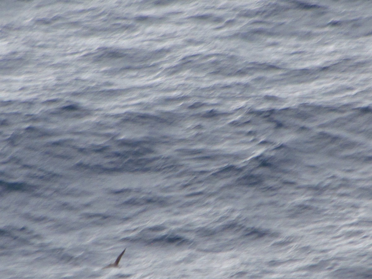 Cory's/Scopoli's Shearwater - ML646545924