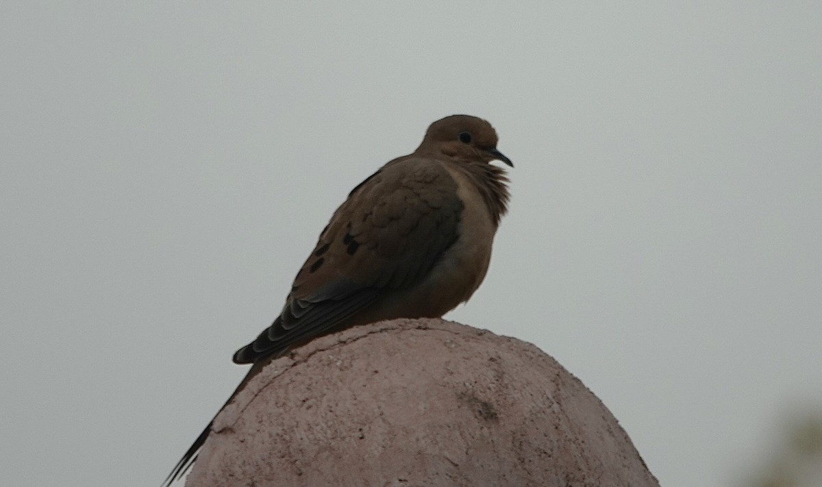 Mourning Dove - ML646545925