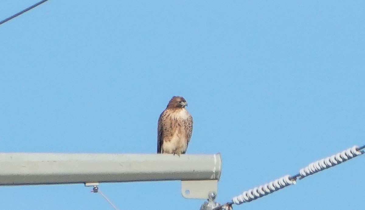 Red-tailed Hawk - ML646545926