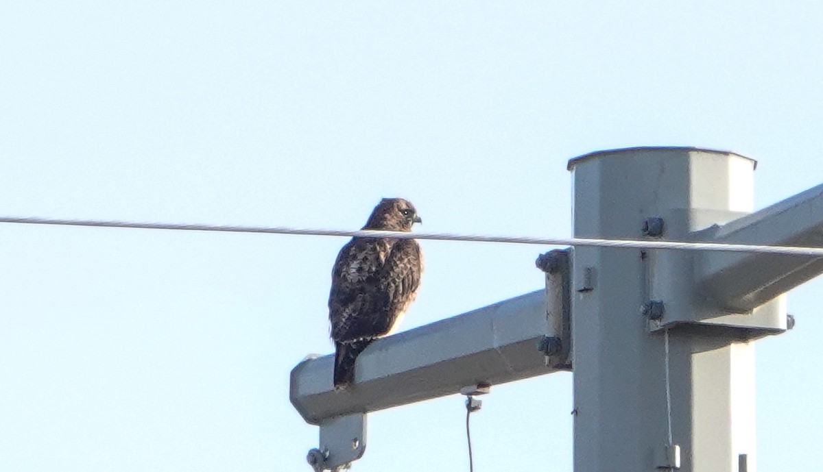 Red-tailed Hawk - ML646545927