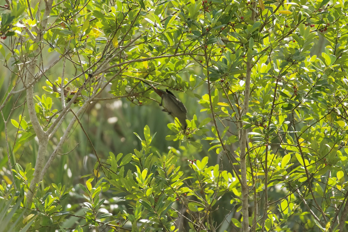 Pájaro Gato Gris - ML646545929