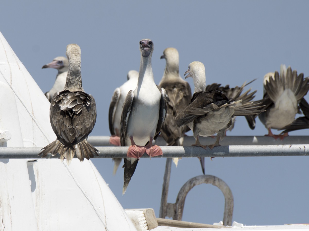 Piquero Patirrojo - ML646545932