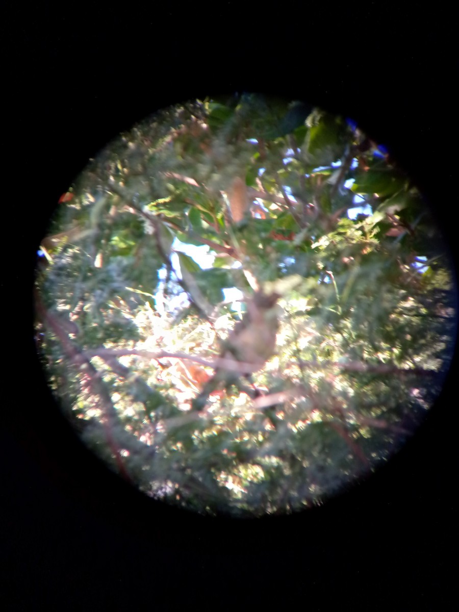 Olive-gray Saltator - ML646545937