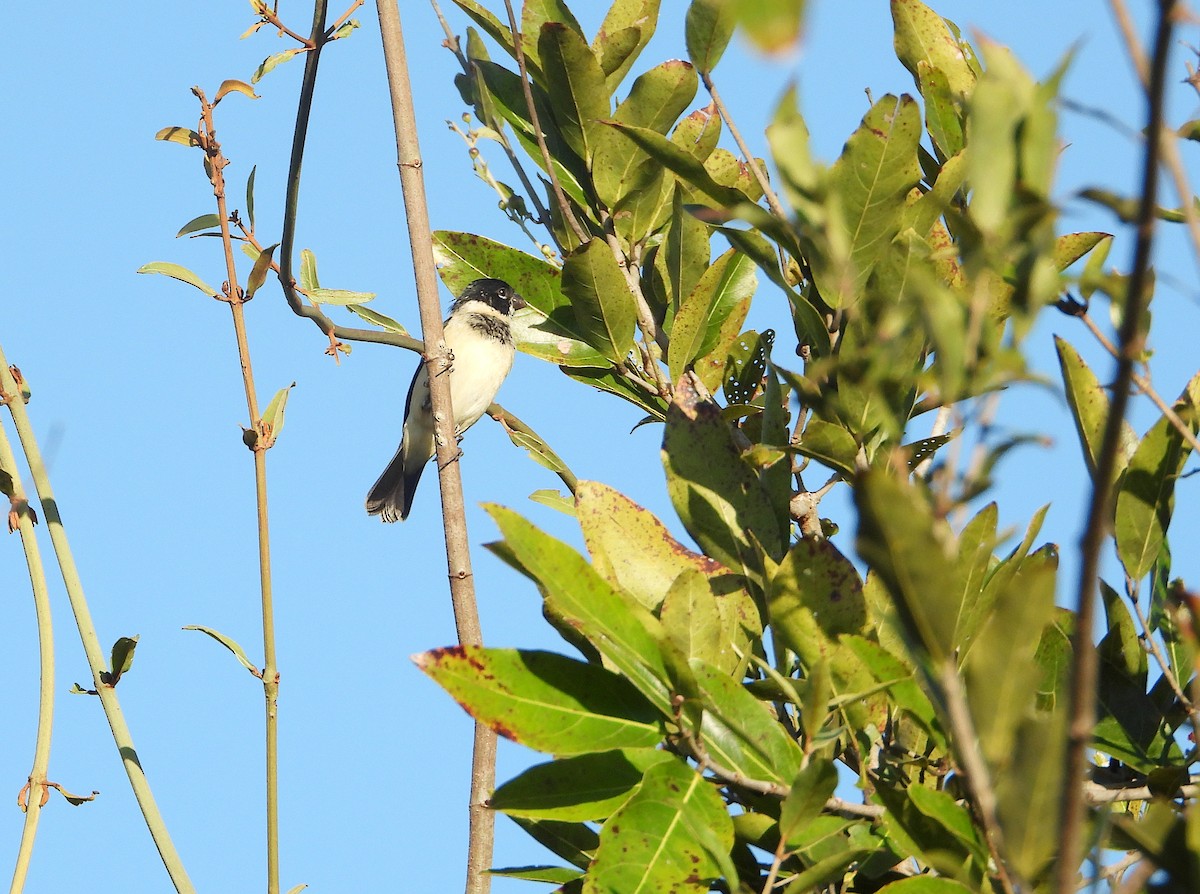 Morelet's Seedeater - ML646545938