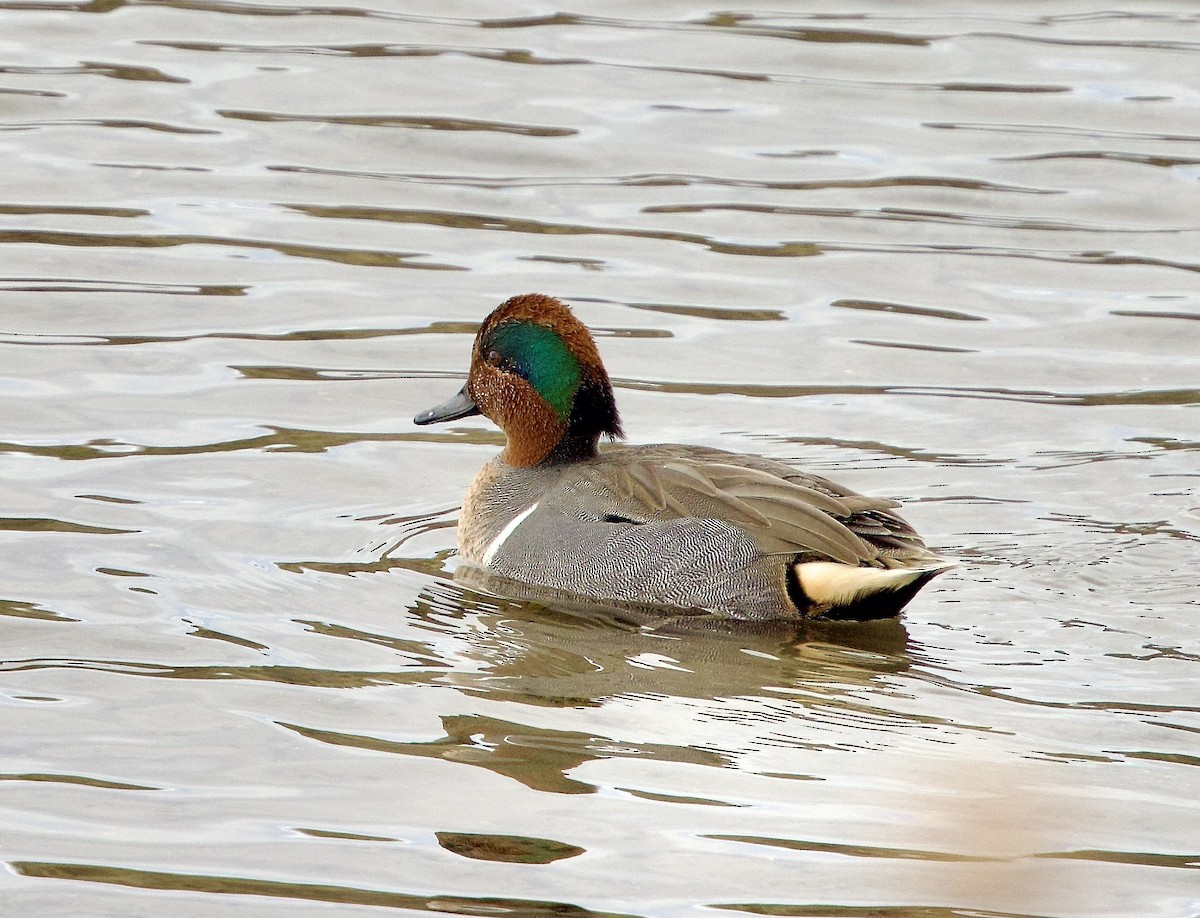 Green-winged Teal - ML646545939